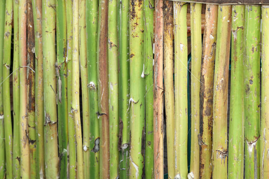 cl&ocirc;ture naturelle avec des hampes d'agaves