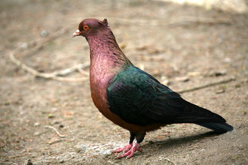 Kupfergimpel