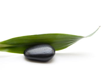 Gr&uuml;nes Pflanzenblatt