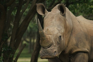 Fototapeta premium rhinoceros