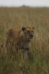 Naklejka premium Lioness (Panthera leo), Masai Mara, Kenya