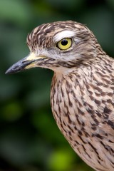 Kaptriel