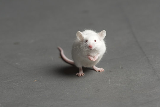 Maus