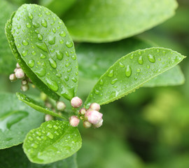 fleurs de citronnier