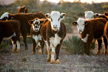 Foto auf Alu-Dibond Cattle © robynmac