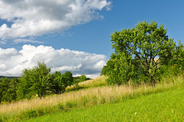 Obraz premium Green orchard