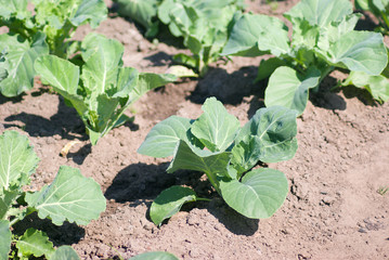 field of cabbage