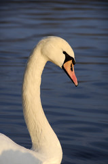 Beautifull white swan