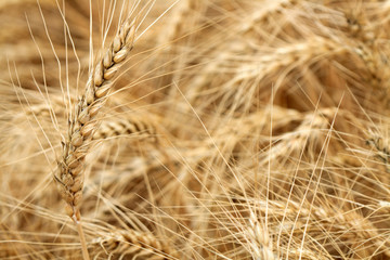 Wheat Background