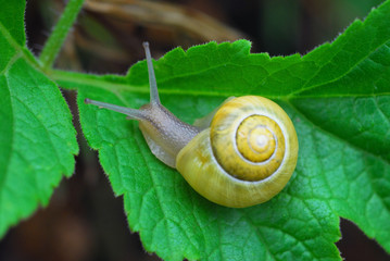 Escargot sur une feuille