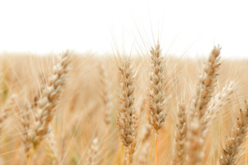 Obraz premium Golden wheat growing in a farm field