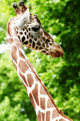 girafe