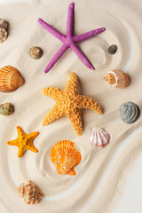 Fototapeta na wymiar Colorful seashells and starfishes on the sand