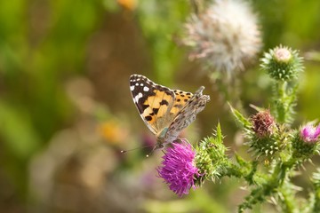 Schmetterling