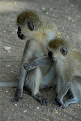 Obraz premium scimmie