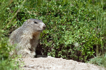 Naklejka na ściany i meble marmot in the nature