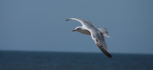 Flying Seagull