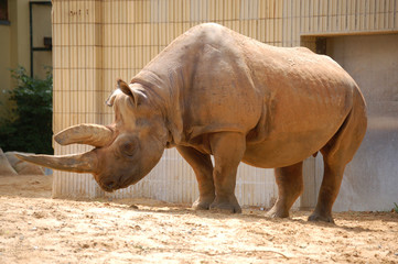 Nashorn