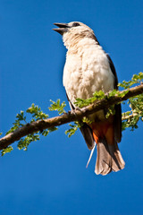 White chaffinch bird sitting in a tree