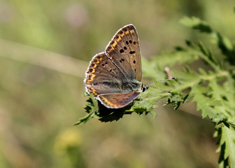 brown and green © Argiz