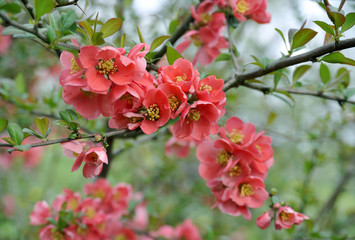 japanese quince branch - blossoming