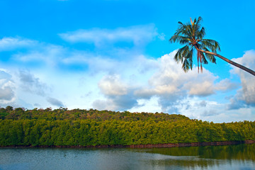 Coconut tree over the water