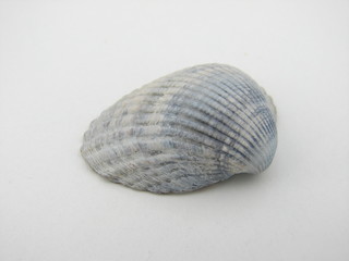coquillage