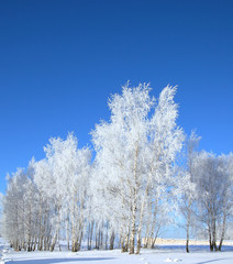 Cold winter day, beautiful hoarfrost and rime on trees