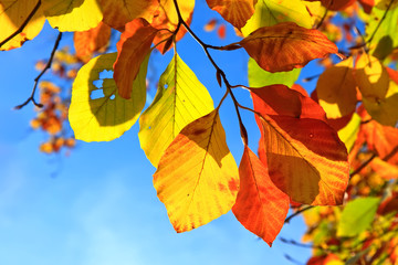 Obraz premium Multicolored autumn leaves over blue sky background