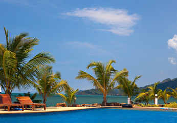 Coconut trees near swimming pool