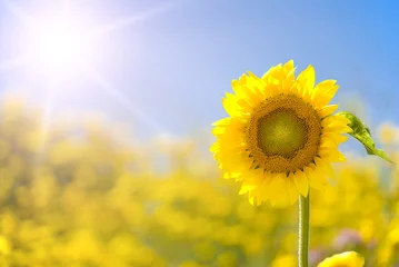 Zelfklevend Fotobehang Zonnebloem in een zonnig geel veld © alphaspirit