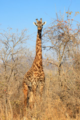 Giraffe in bush