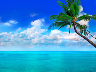 Fototapeta na wymiar Sea, sky and palm