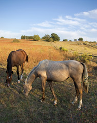 horses in the farm