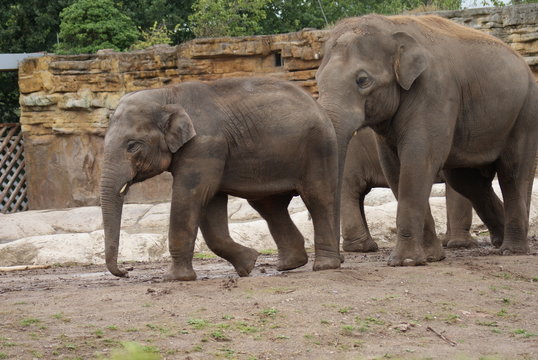 Asian Elephants: Love