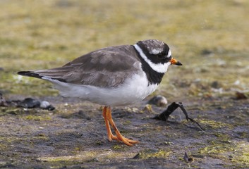 Ringed Plover
