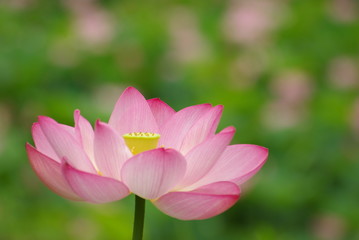 Obraz premium 彩花
