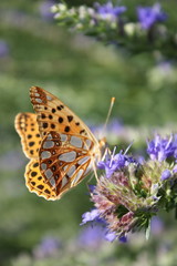 The coloured Butterfly on beautiful  flower in garden