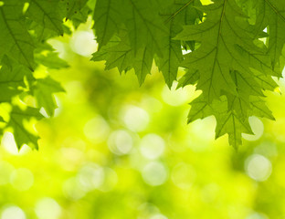 Obraz na płótnie Canvas green leaves, shallow focus