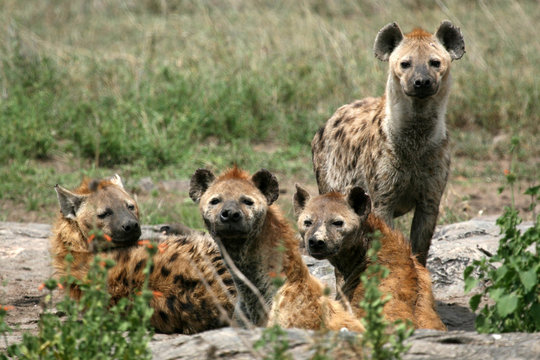 Fototapeta Hyena - Serengeti, Africa