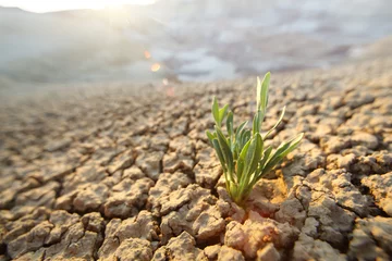 Papier Peint photo autocollant Sécheresse Herbe verte qui pousse à travers des fissures sèches dans des terres désertiques