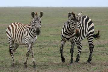 Fototapeta na wymiar Zebra - Serengeti Safari, Tanzania, Afryka