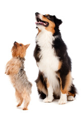 Australian Shepard and Silky Terrier