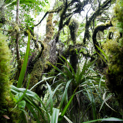 Forêt tropicale humide