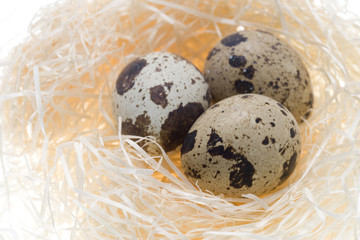 Obraz premium 鶉の卵