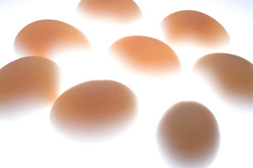 タマゴ