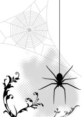 Fototapeta premium 蜘蛛と蜘蛛の巣