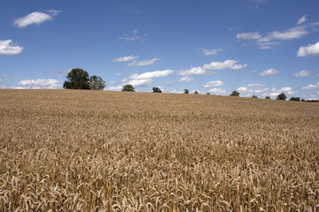 Field of wheat