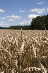 Field of wheat