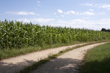Fototapeta na wymiar Ears of corn by a road